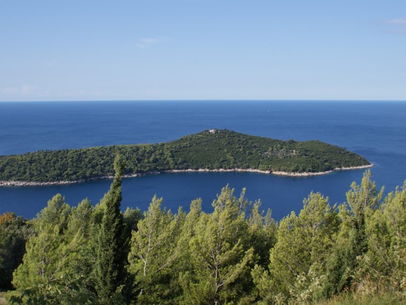 View toward Lokrum Island from a hillside, with pine trees framing the sea