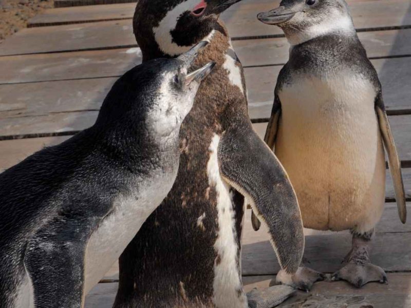 Three Magellanic penguins interacting on a wooden boardwalk in Patagonia, Chile