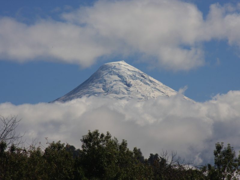 Snow-capped volcanic peak rising above clouds, framed by treetops in the foreground